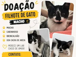 Gato raça SRD-ViraLata idade 2 a 6 meses nome Floquinho