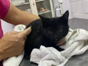 Gato raça SRD-ViraLata idade 2 a 6 meses nome Banguela