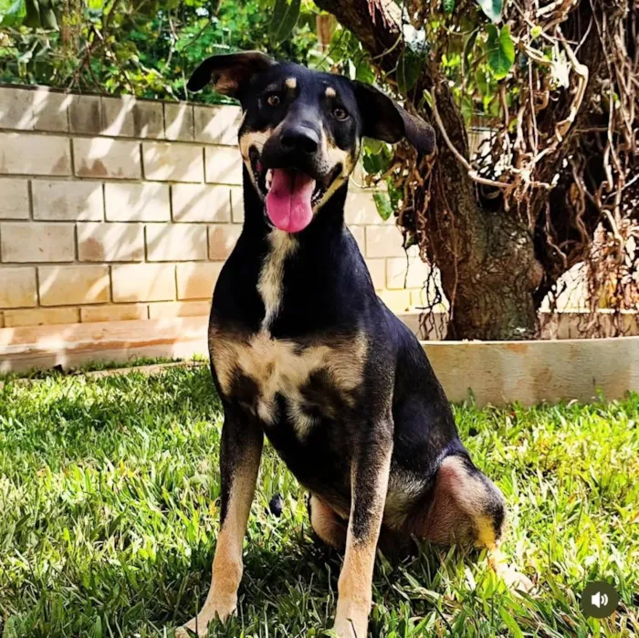 Cachorro raça SRD-ViraLata idade 2 anos nome Maria Flor