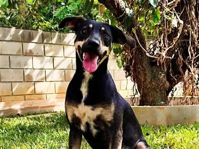 Cachorro raça SRD-ViraLata idade 2 anos nome Maria Flor