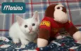 3 gatitos