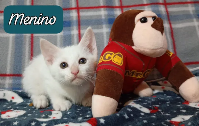 Gato raça SRD-ViraLata idade 2 a 6 meses nome 3 gatitos