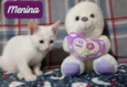 3 gatitos