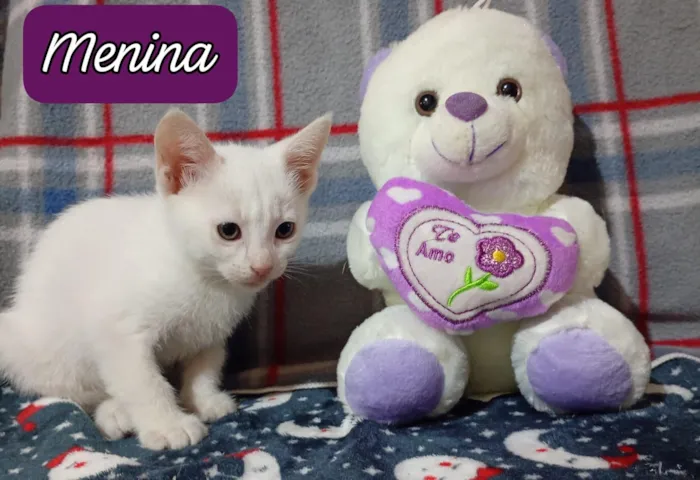 Gato raça SRD-ViraLata idade 2 a 6 meses nome 3 gatitos