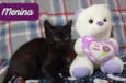3 gatitos