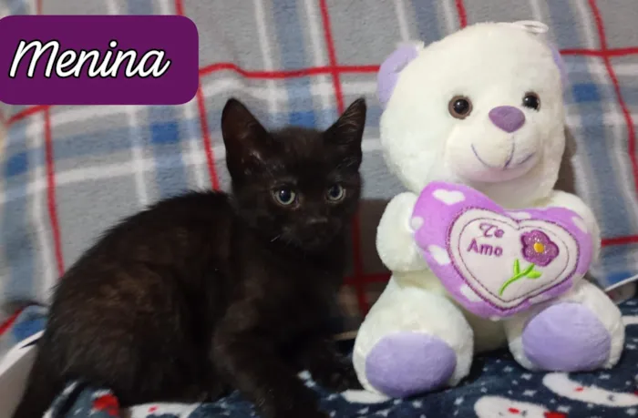 Gato raça SRD-ViraLata idade 2 a 6 meses nome 3 gatitos