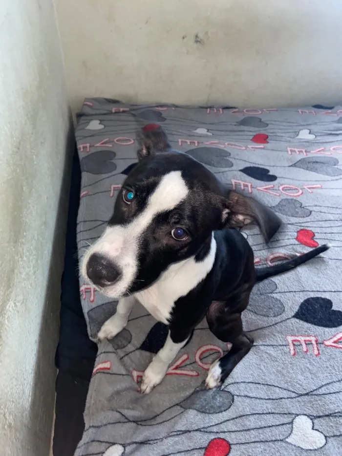 Cachorro raça Pit-Bull idade 2 a 6 meses nome Jhully