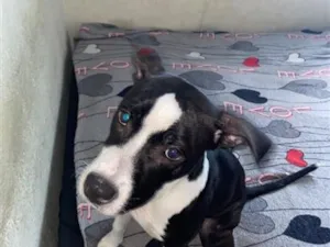 Cachorro raça Pit-Bull idade 2 a 6 meses nome Jhully