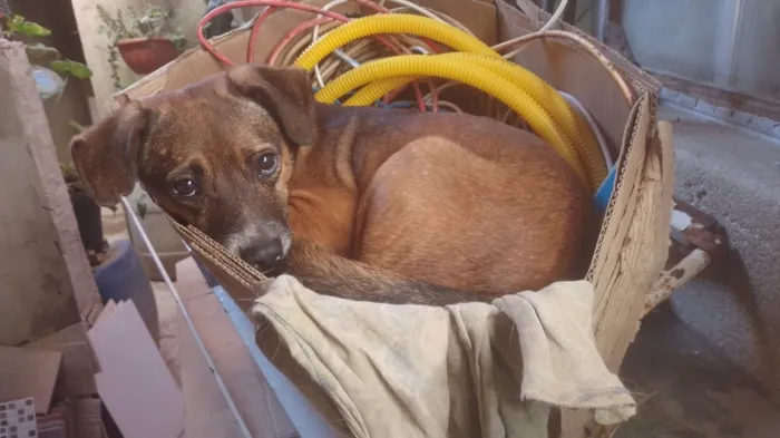 Cachorro raça SRD-ViraLata idade 2 anos nome Thomas