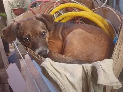 Cachorro raça SRD-ViraLata idade 2 anos nome Thomas