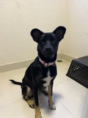 Cachorro raça SRD-ViraLata idade 7 a 11 meses nome Jasmin