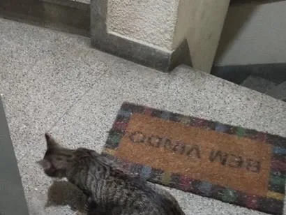 Gato raça SRD-ViraLata idade 2 a 6 meses nome Zazá 