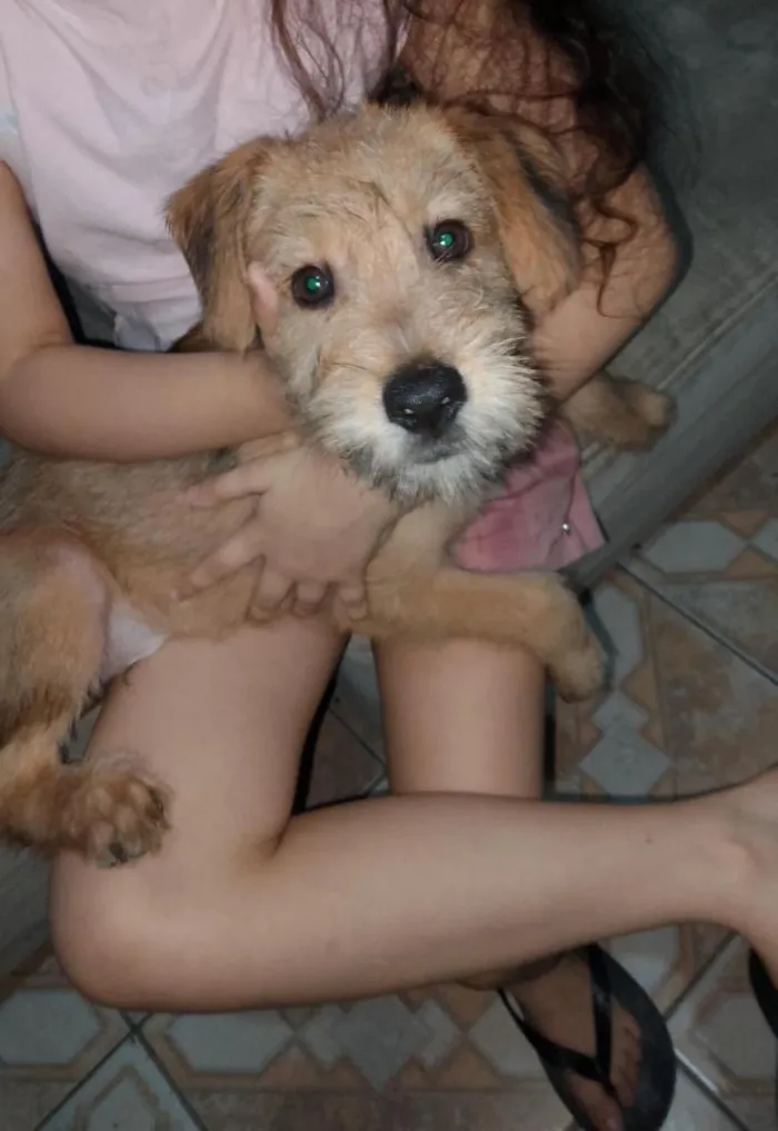 Cachorro raça SRD-ViraLata idade 2 a 6 meses nome ainda sem nome 