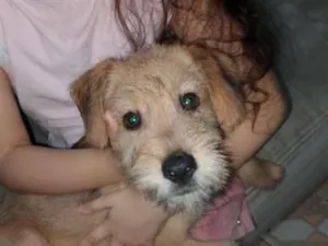 Cachorro raça SRD-ViraLata idade 2 a 6 meses nome ainda sem nome 