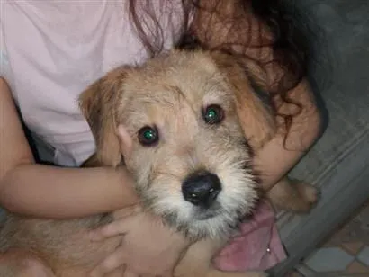 Cachorro raça SRD-ViraLata idade 2 a 6 meses nome ainda sem nome 