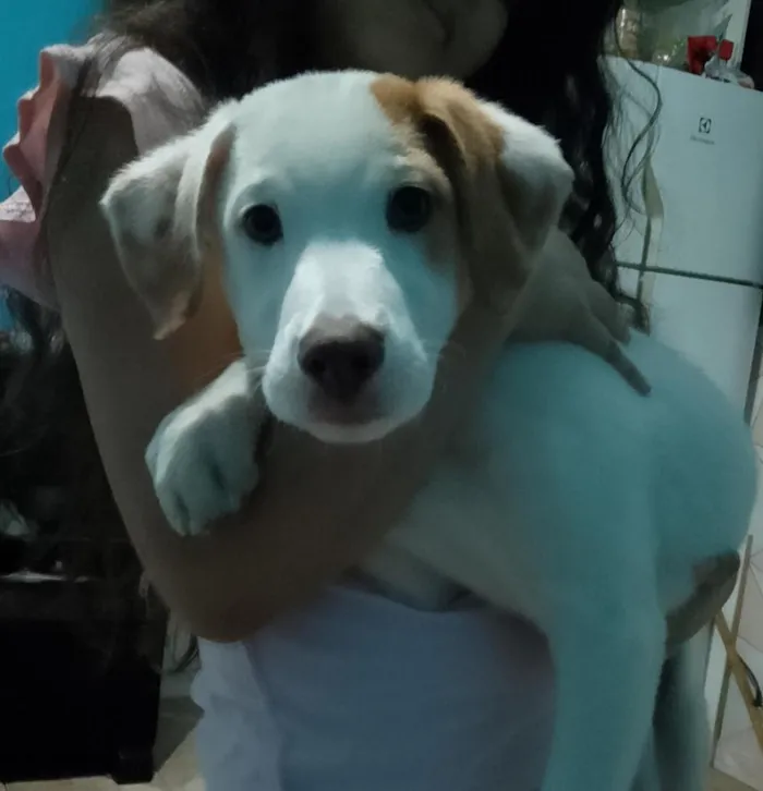 Cachorro raça SRD-ViraLata idade 2 a 6 meses nome ainda sem nome 