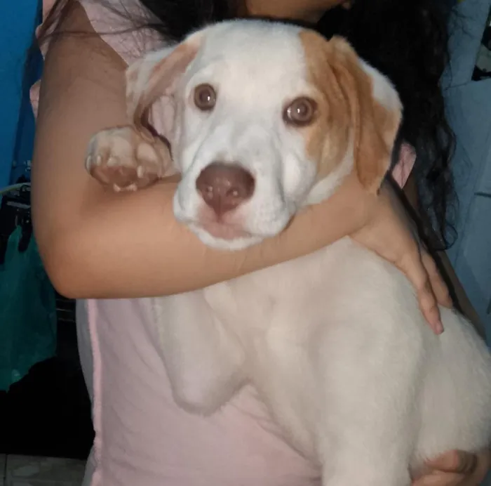 Cachorro raça SRD-ViraLata idade 2 a 6 meses nome ainda sem nome 