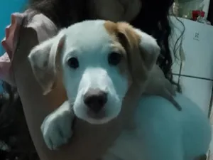 Cachorro raça SRD-ViraLata idade 2 a 6 meses nome ainda sem nome 