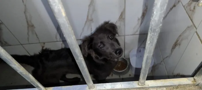 Cachorro raça SRD-ViraLata idade 7 a 11 meses nome Logan
