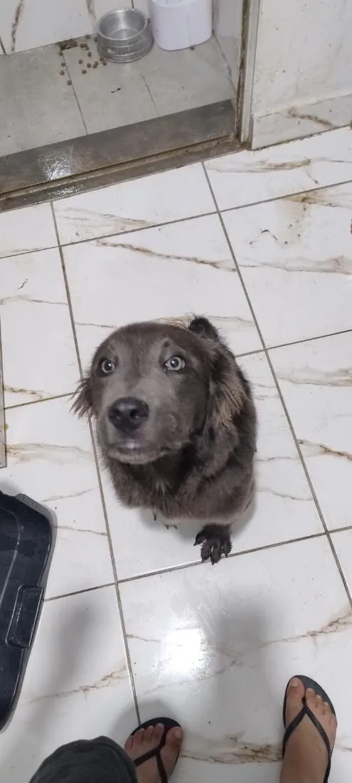 Cachorro raça SRD-ViraLata idade 7 a 11 meses nome Logan