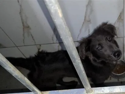 Cachorro raça SRD-ViraLata idade 7 a 11 meses nome Logan