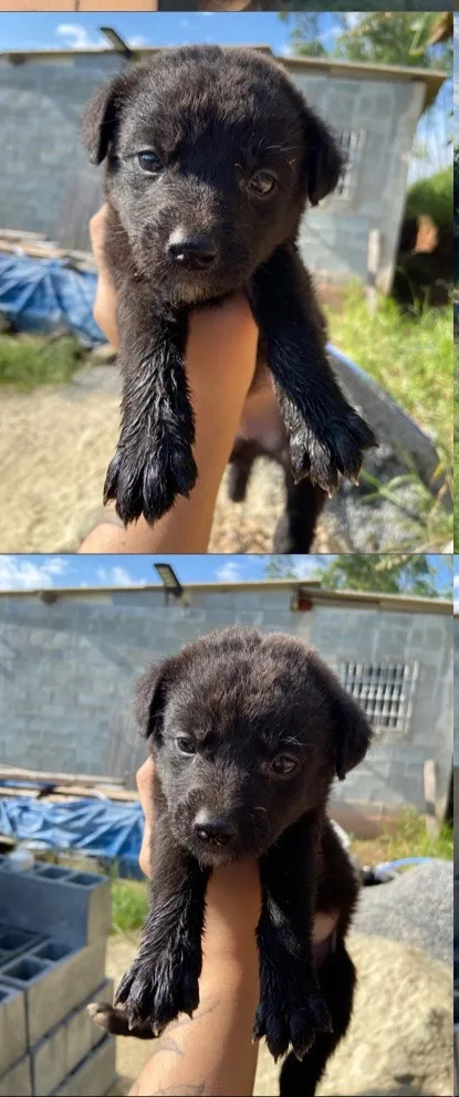 Cachorro raça SRD-ViraLata idade Abaixo de 2 meses nome Francisco