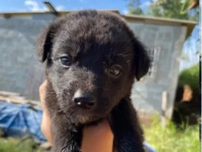 Cachorro raça SRD-ViraLata idade Abaixo de 2 meses nome Francisco