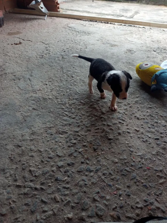 Cachorro raça Fox Paulistinha  idade 2 a 6 meses nome Logan