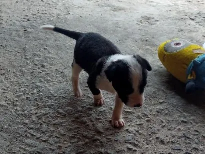 Cachorro raça Fox Paulistinha  idade 2 a 6 meses nome Logan