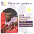 Marrom bombom 