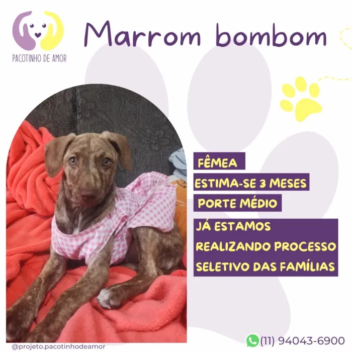 Cachorro raça SRD-ViraLata idade 2 a 6 meses nome Marrom bombom 