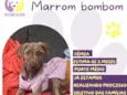 Marrom bombom 