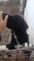 negão