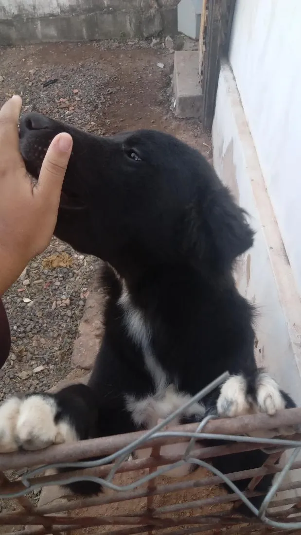 Cachorro raça SRD-ViraLata idade 7 a 11 meses nome negão