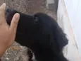negão