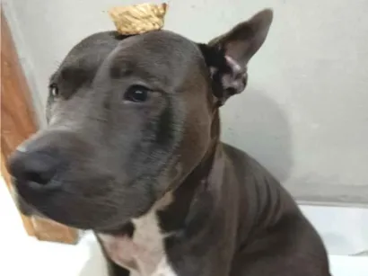 Cachorro raça Pit-Bull idade 3 anos nome apollo