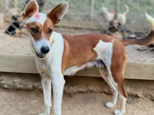 Cachorro raça SRD-ViraLata idade 1 ano nome Mel