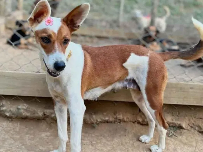 Cachorro raça SRD-ViraLata idade 1 ano nome Mel