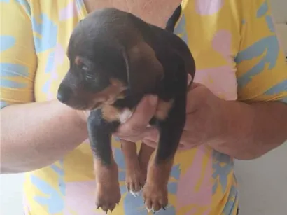 Cachorro raça SRD-ViraLata idade Abaixo de 2 meses nome Julieta 
