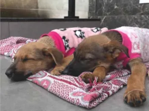 Cachorro raça SRD-ViraLata idade 2 a 6 meses nome Filhotes