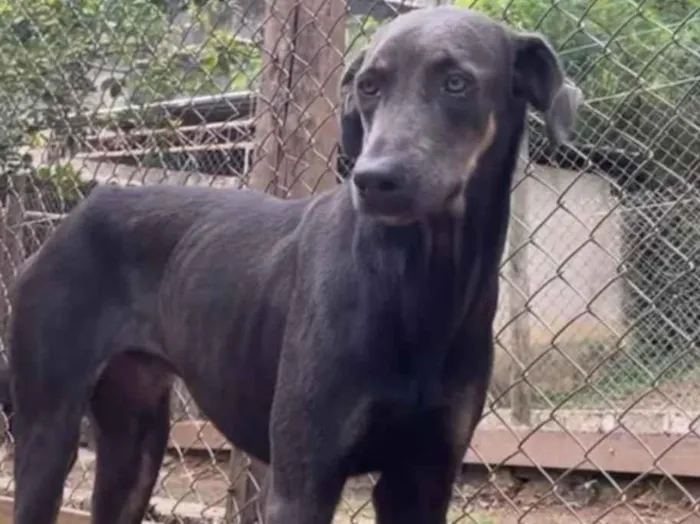 Cachorro raça SRD-ViraLata idade 1 ano nome Rex