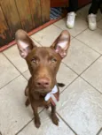 Cookie