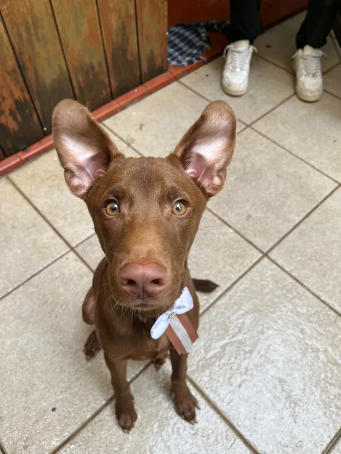 Cachorro raça SRD-ViraLata idade 7 a 11 meses nome Cookie