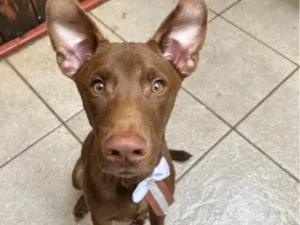 Cachorro raça SRD-ViraLata idade 7 a 11 meses nome Cookie