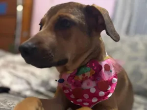 Cachorro raça SRD-ViraLata idade 2 a 6 meses nome Bento