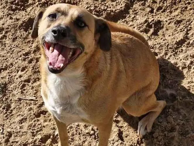 Cachorro raça SRD-ViraLata idade 3 anos nome Minnie