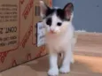 Melbi