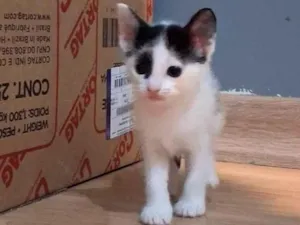 Gato raça SRD-ViraLata idade Abaixo de 2 meses nome Melbi