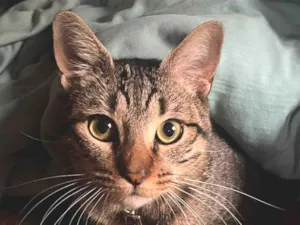 Gato raça SRD-ViraLata idade 4 anos nome Eithor