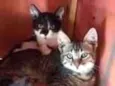 GATOS da Tia JANE